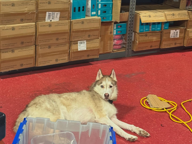 Eko, the MakeIt3D shop dog and CEO